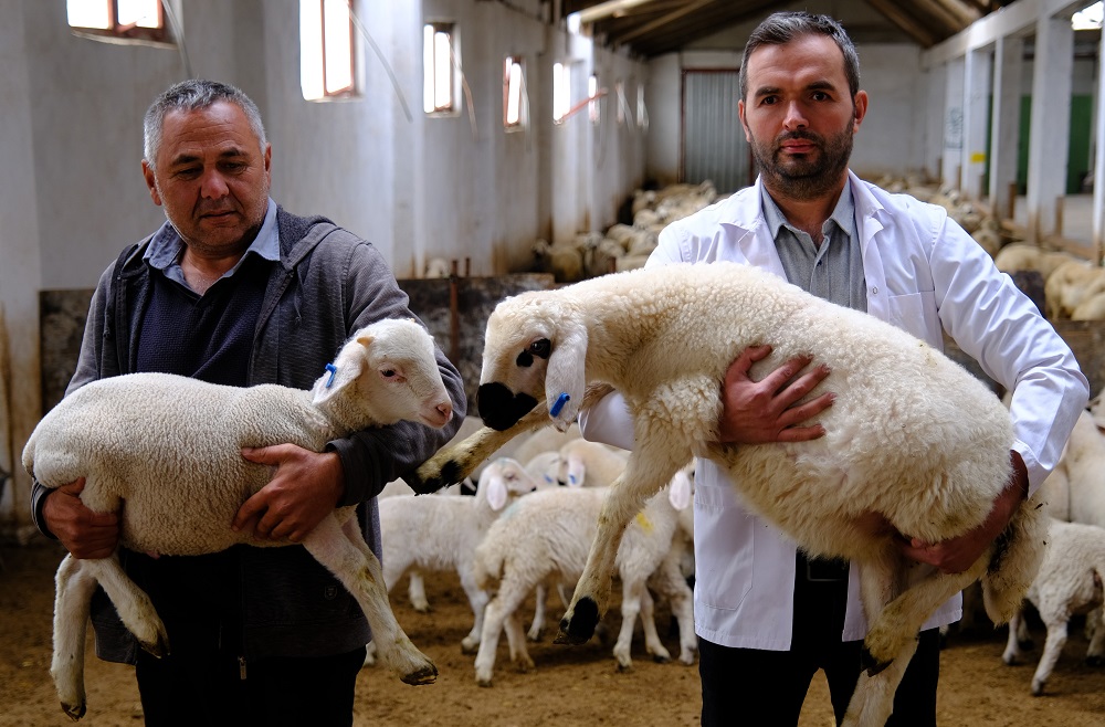 Kangal Koyunundan 2 Yılda 3 Yavru Alınıyor